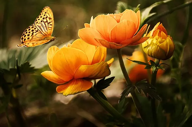 Flowers and butterfly image by Larisa Koshkina from Pixabay